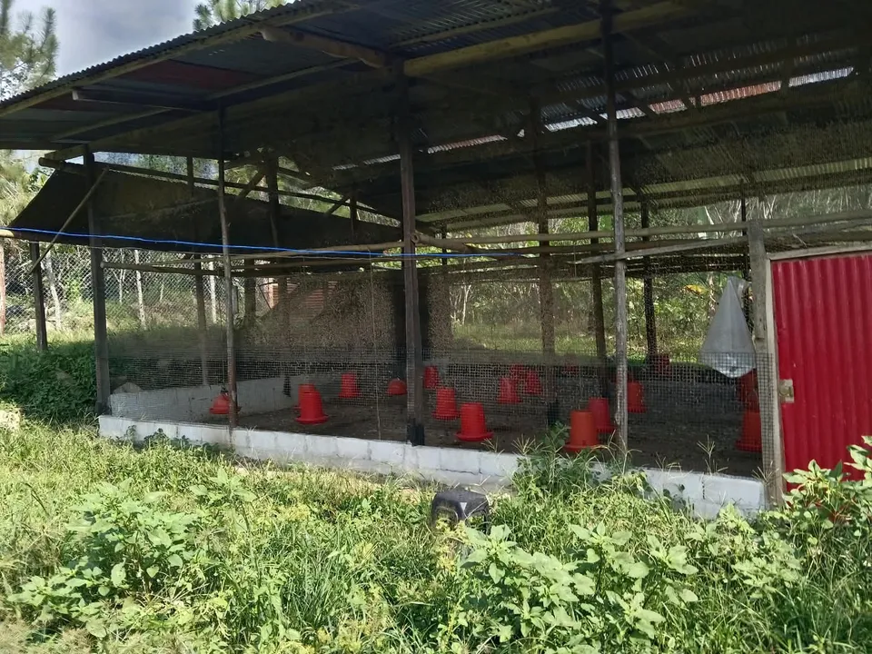 Galpón de una granja en Pichari: techo de calamina, cerramiento de malla sobre un muro bajo y comederos rojos en el interior